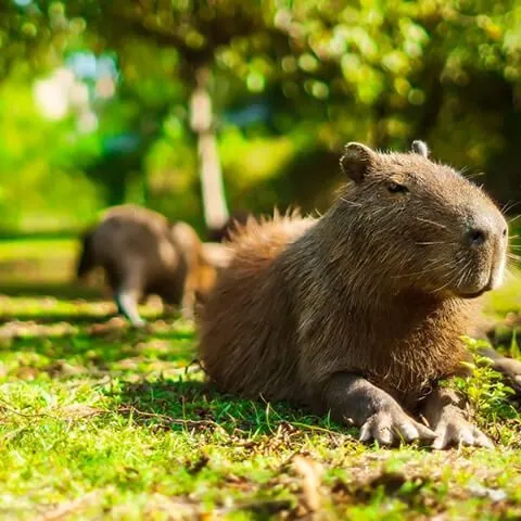 Capivara deitada na grama, à sombra, com outra capivara ao fundo