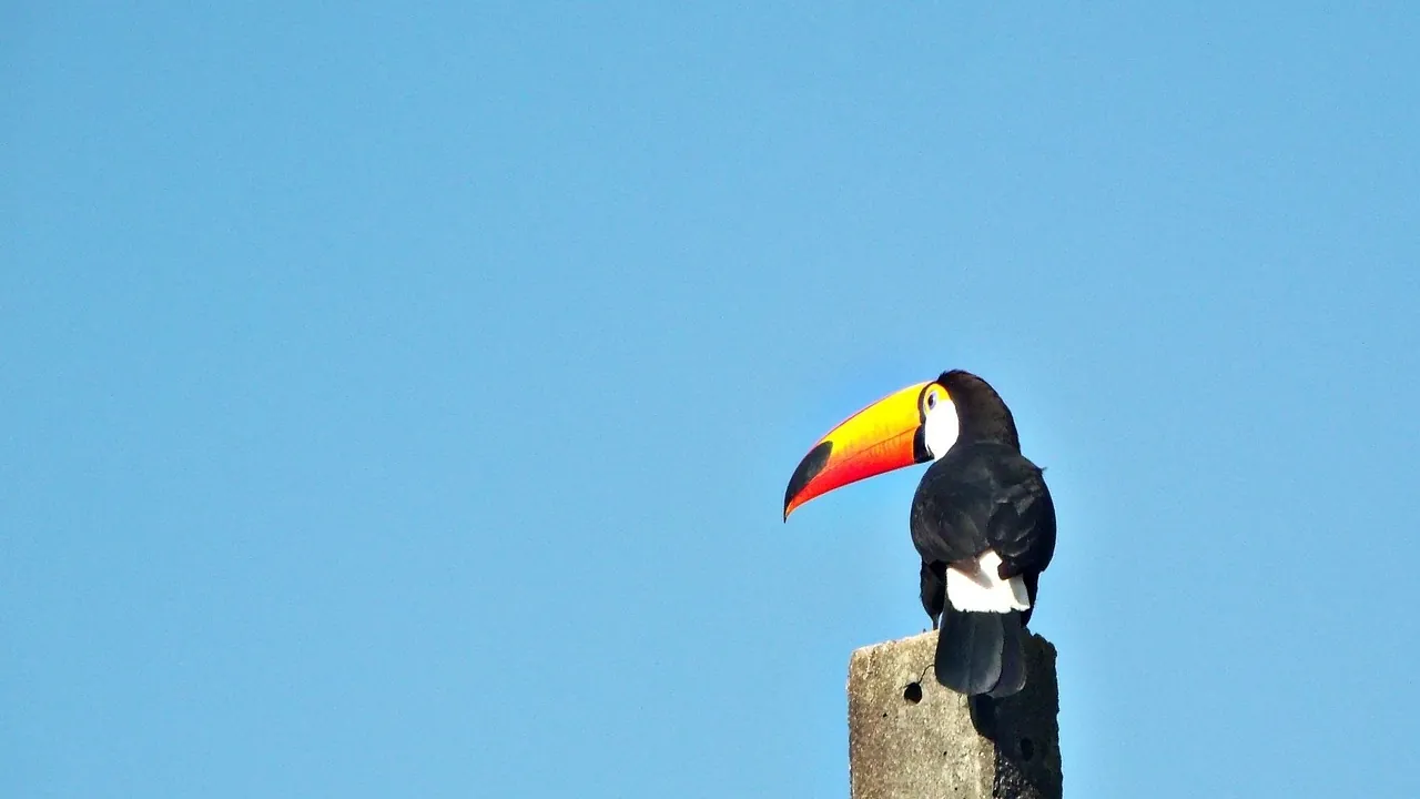 Tucano pousado em tronco seco, com o céu ao fundo